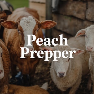 Può includere: L'immagine presenta diverse pecore e mucche con il testo "Peach Prepper" in bianco. Gli animali hanno pelo marrone e bianco. Lo sfondo è una struttura in legno rustica.