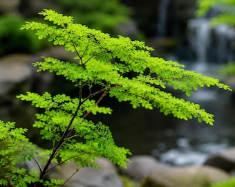 20 zeldzame moringa-dwergzaden – wonderboom, levensboom, snelgroeiende superfoodplant