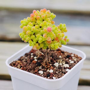 May include: A small succulent plant with rounded, lime green leaves tipped in soft pink, growing from a thin, woody stem. The plant is potted in a square white plastic container filled with dark brown soil mixed with small white pebbles.