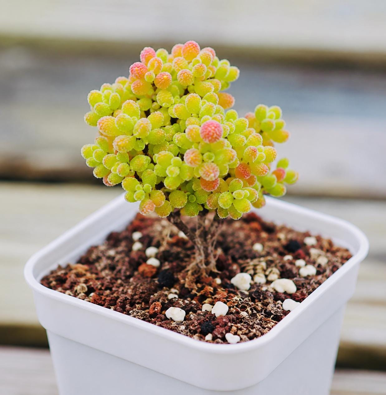 Drosanthemum - Etsy 日本
