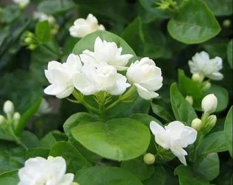 Plus de 100 graines grimpantes de jasmin pleureur