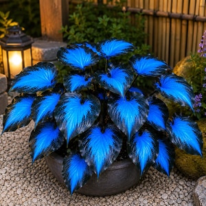 Könnte beinhalten: Eine Topfpflanze mit herzförmigen Blättern, die ein leuchtend elektrisch blaues Zentrum und dunkel marineblaue Ränder aufweisen. Das dichte Laub ist in einem runden Büschel angeordnet und befindet sich in einem schlichten, dunkelgrauen Keramiktopf.