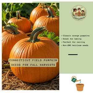 May include: A cluster of classic orange Connecticut Field pumpkins with green stems. The image includes text that reads "Connecticut Field Pumpkin Seeds for Fall Harvests". The pumpkins are surrounded by green foliage.