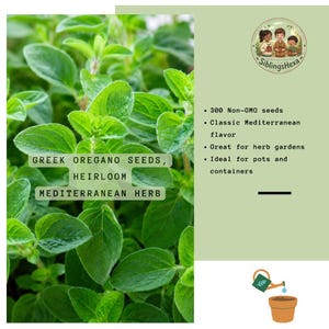 May include: A cluster of vibrant green Greek oregano leaves with text overlay reading Greek Oregano Seeds, Heirloom Mediterranean Herb, 300 Non-GMO seeds, Classic Mediterranean flavor, Great for herb gardens, Ideal for pots and containers, and SiblingsHexa.