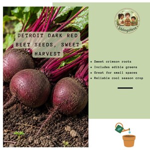 May include: Detroit Dark Red Beet seeds, sweet harvest. Several round, deep purple-red beets with vibrant magenta stems and green leaves are partially embedded in dark soil. The text includes bullet points about sweet crimson roots and greens.