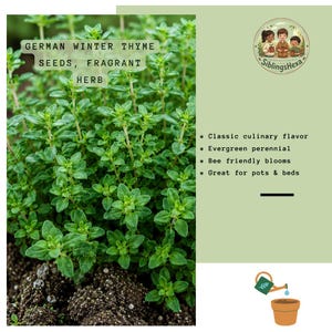 May include: German Winter Thyme seeds, fragrant herb. A green thyme plant growing in dark soil. Text on image: German Winter Thyme Seeds, Fragrant Herb, Classic culinary flavor, Evergreen perennial, Bee friendly blooms, Great for pots & beds.