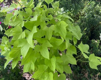 Può includere: Una pianta di patata dolce ornamentale dal vibrante colore verde lime, caratterizzata da numerose foglie a forma di cuore con punte acuminate. La pianta presenta un portamento denso e ricadente con fogliame luminoso che spicca nel verde circostante.