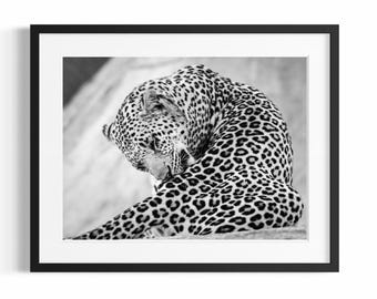 The Big Leopard Fine Art - Animals Universe - Wall Art for Home - Leopard Photography with Framed