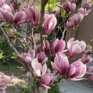 Może przedstawiać: Magnolia w pełnym rozkwicie z licznymi dużymi, kielichowatymi kwiatami, których płatki przechodzą od głębokiego magenty u podstawy do delikatnego, jasnego różu na końcach. Gałęzie są zdrewniałe i szare, przeplatane małymi, jasnozielonymi liśćmi.