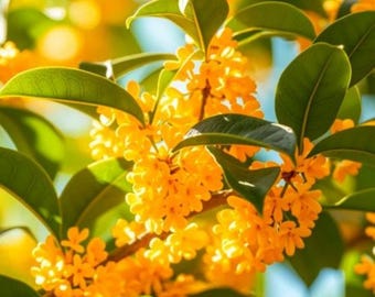 90 semi di osmanto non OGM, arbusto aromatico e profumato ideale per vasi e fioriere.