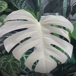 Op de afbeelding: Een groot, hartvormig Monstera-blad met opvallende insnijdingen en een crèmewitte, bonte kleur. Het oppervlak van het blad heeft een gladde textuur met zichtbare nerven en kleine waterdruppels verspreid over het bleke oppervlak.