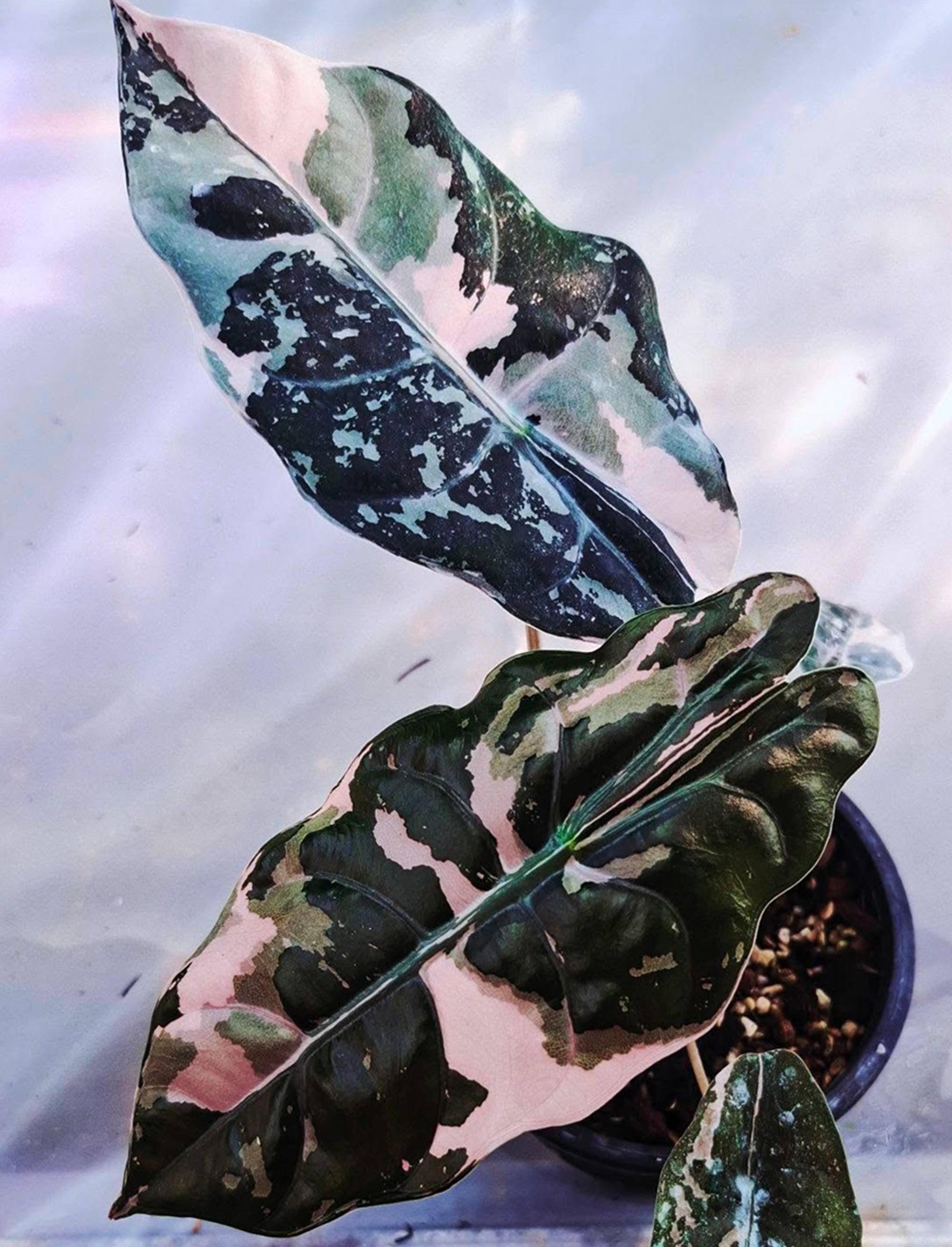 Alocasia rare - Etsy 日本