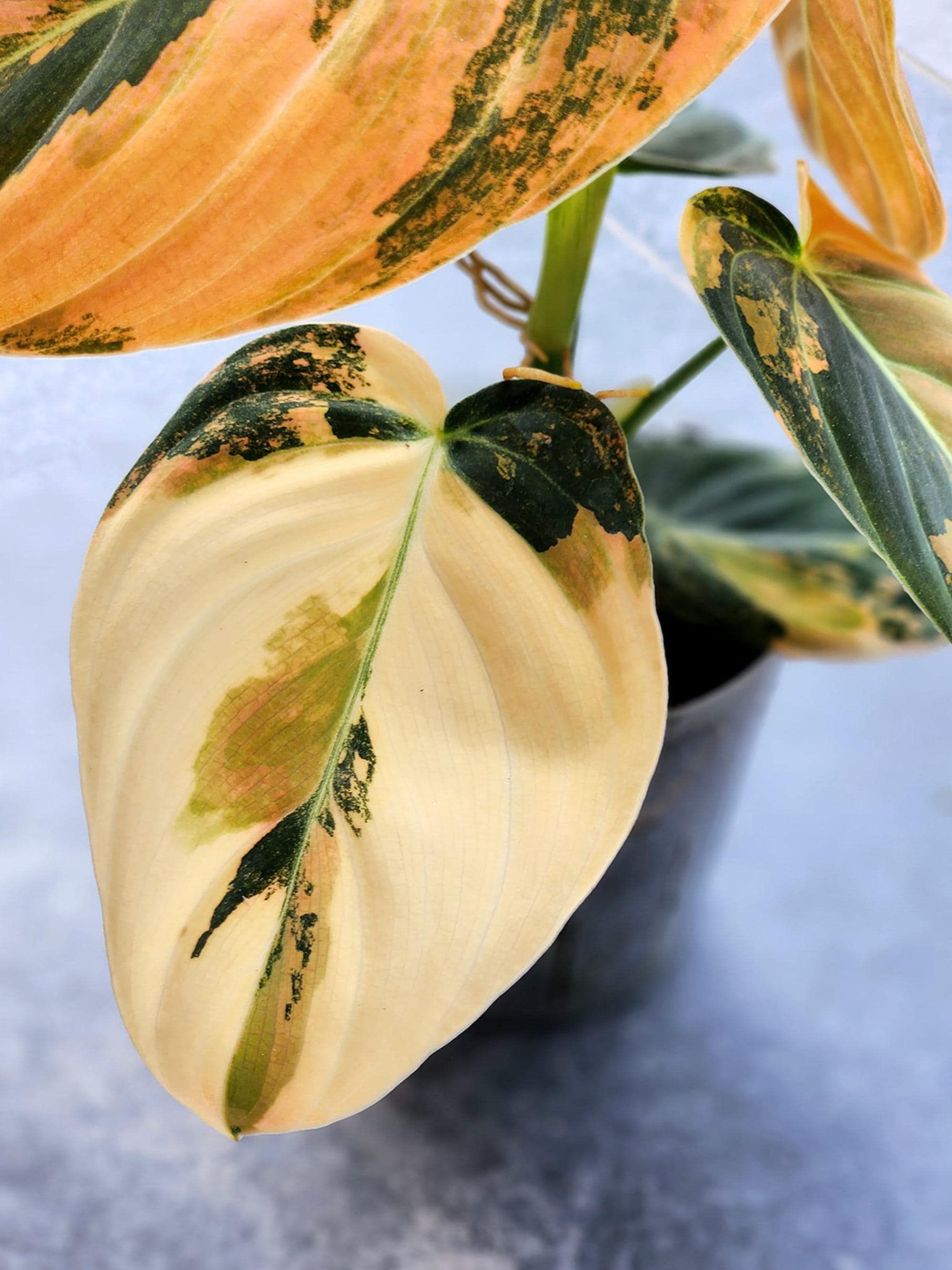 Philodendron melanochrysum orange variegated - Etsy 日本