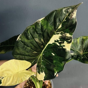 アロカシア　リーガルシールド　斑入り Alocasia regal shields - Etsy 日本