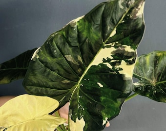 Bulbos de Alocasia Regal Shield Albo variegada, plantas raras para jardinería.