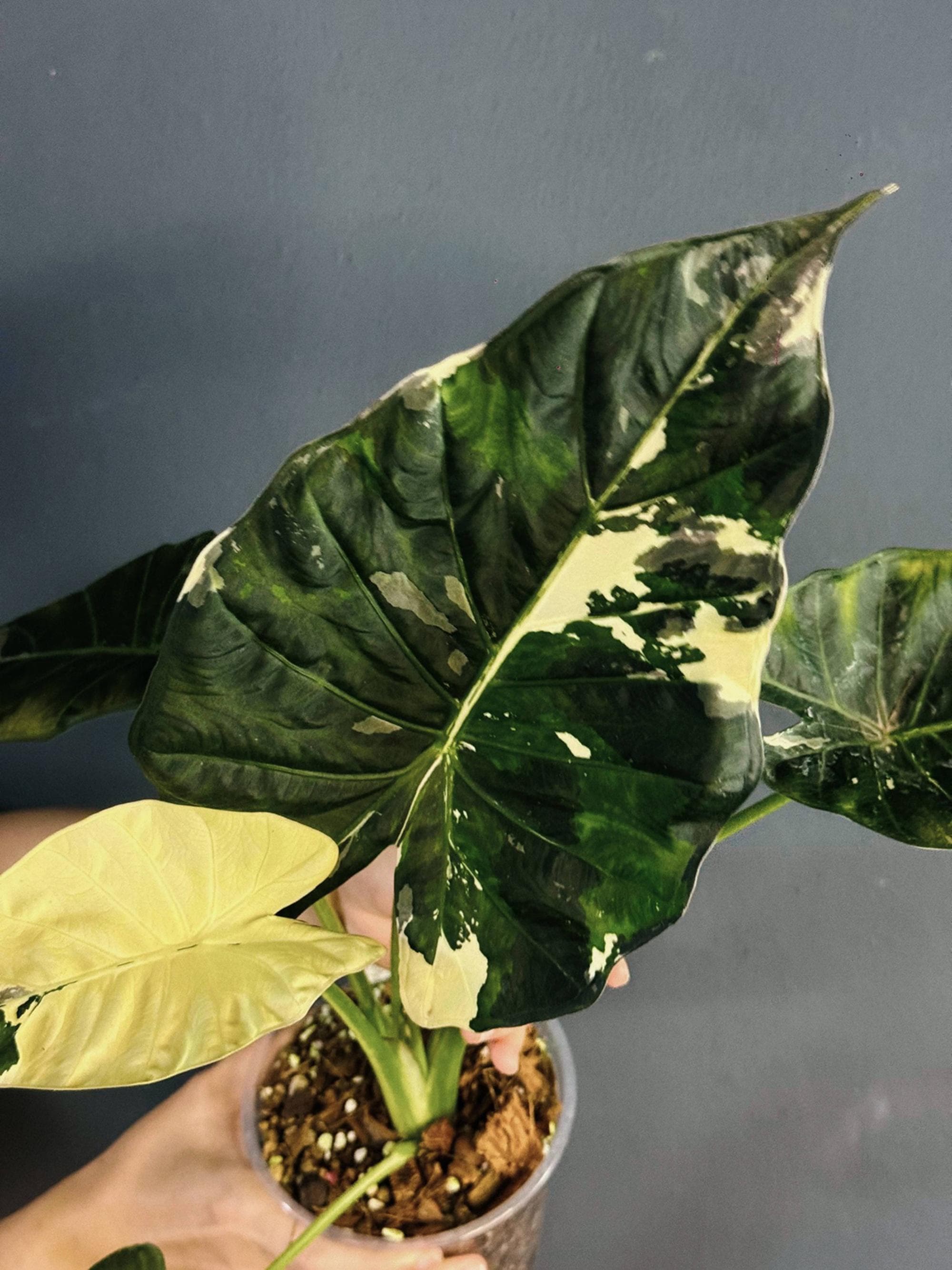 Alocasia melo albo - Etsy 日本