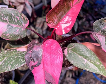 Filodendron Pink Princess Variegated Indoor Outdoor Aroid Rzadkie rośliny startowe