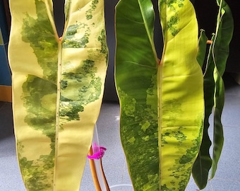 Philodendron billietiae variegado, planta viva, esquejes enraizados, planta rara para jardinería.