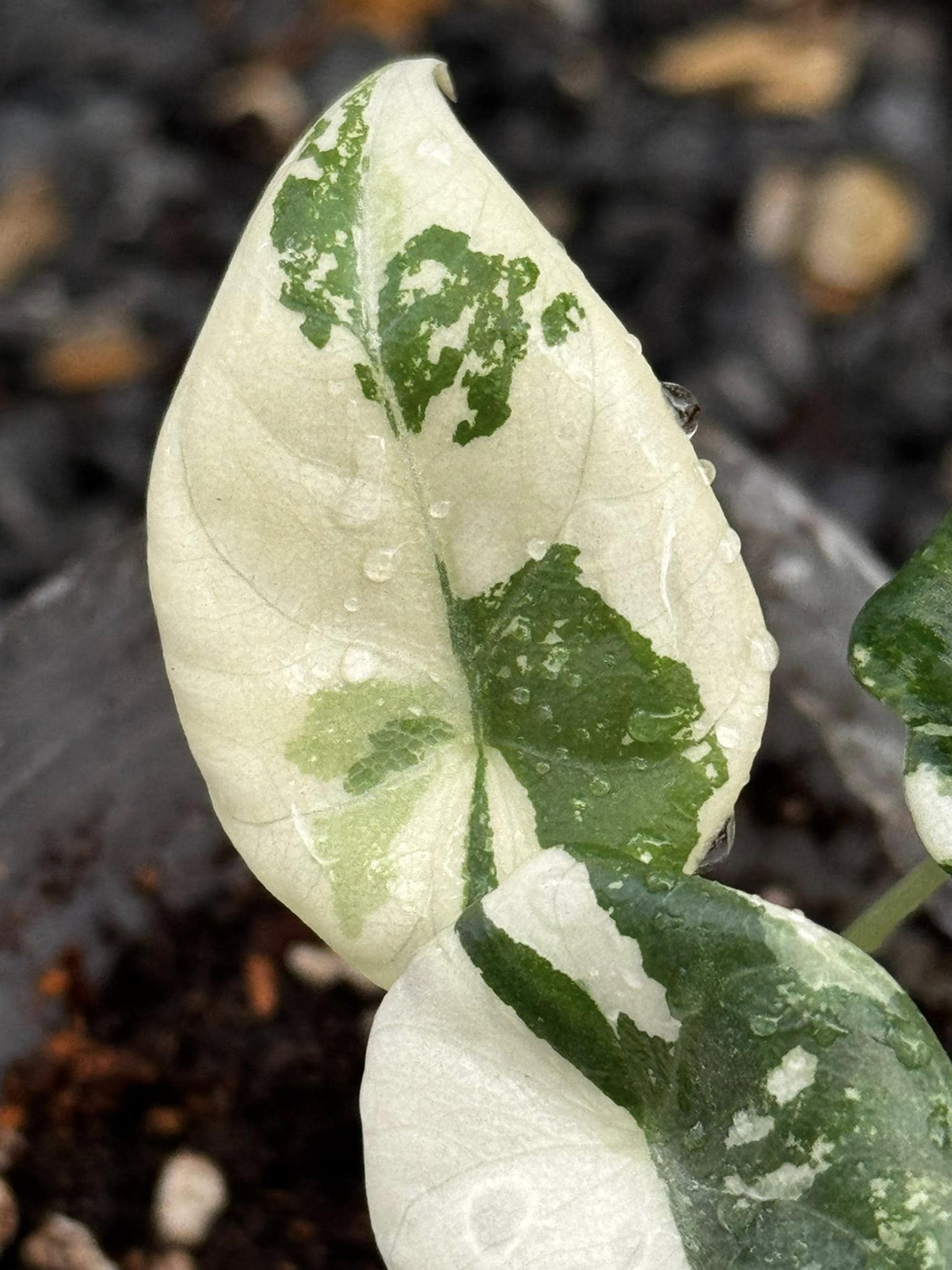 Variegated alocasia melo - Etsy 日本