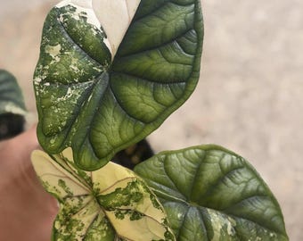 Alocasia Dragon Scale Albo, bulbi di pianta variegata, pianta rara da interno ed esterno, per giardinaggio.