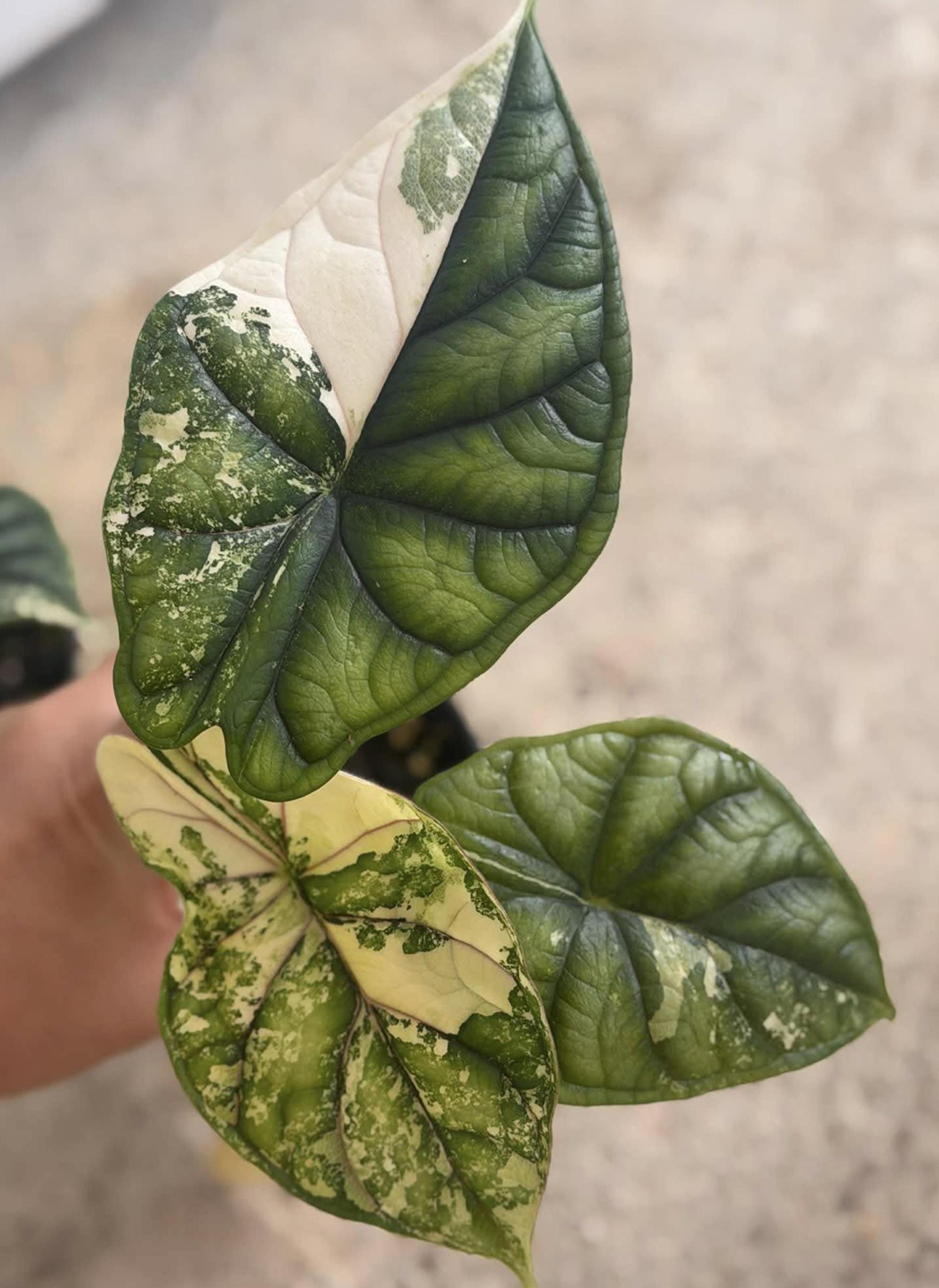 Alocasia melo albo - Etsy 日本