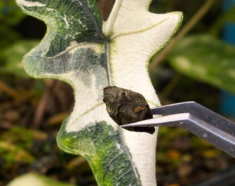 Alocasia Jacklyn Albo Variegated Pflanzenbirnen Indoor Outdoor Gartenarbeit Seltene Pflanzen