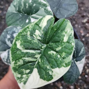 Variegated alocasia melo - Etsy 日本