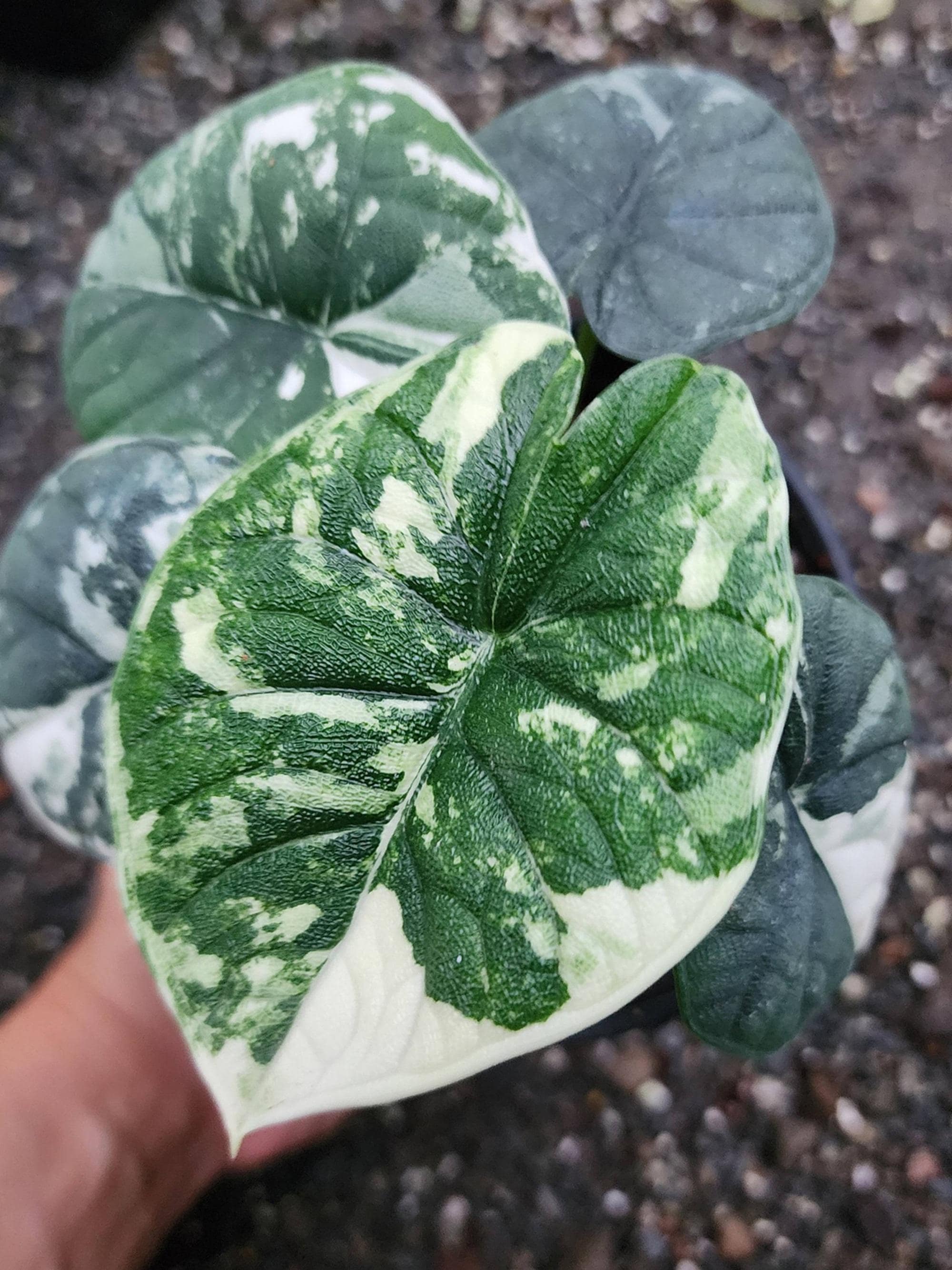 Variegated alocasia melo - Etsy 日本