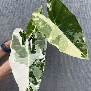Alocasia variegated frydek - Etsy 日本