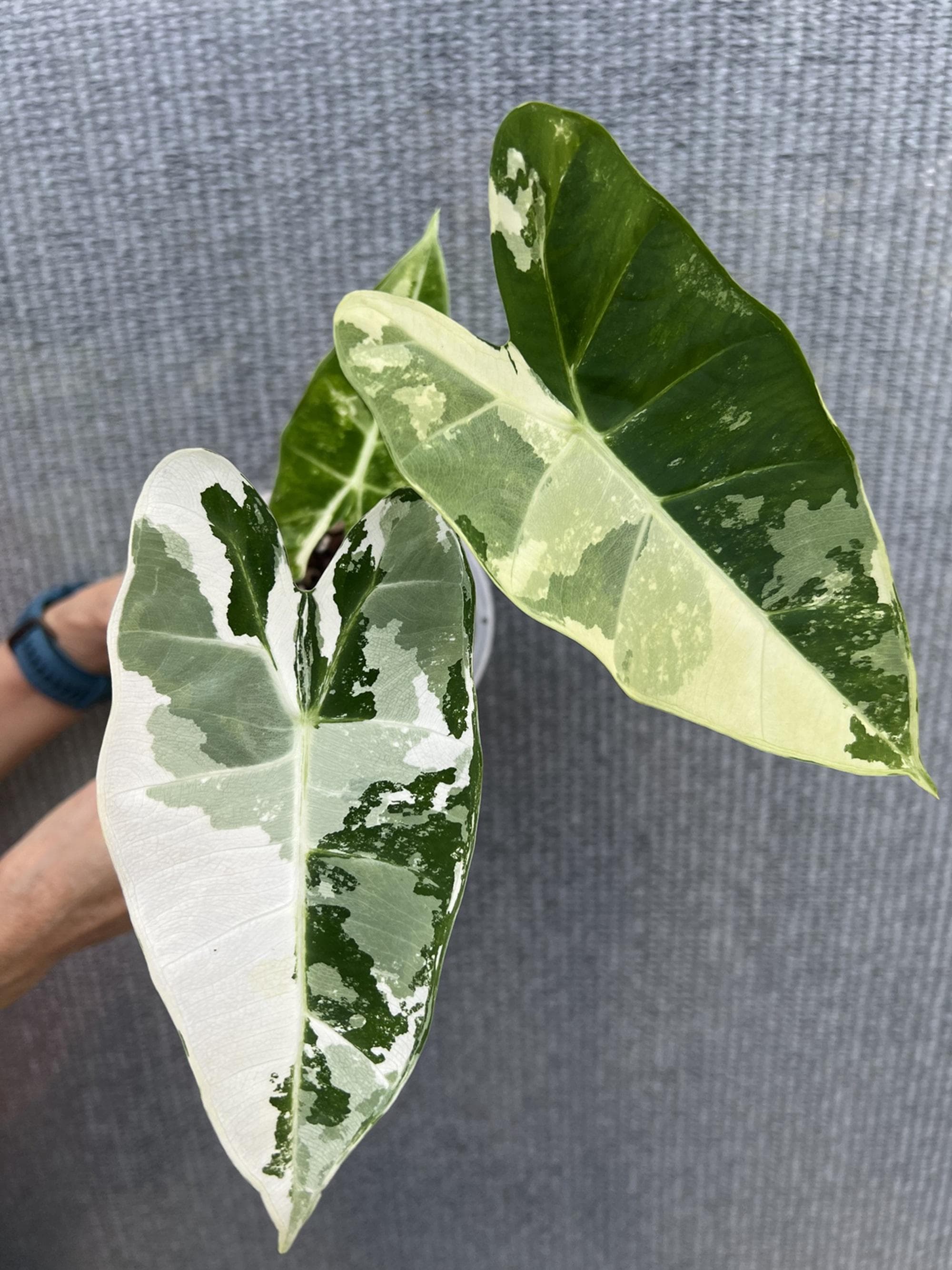 Alocasia variegated frydek - Etsy 日本