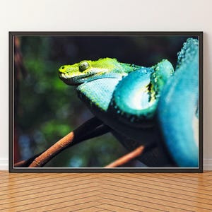 May include: A framed print showing a close-up of a green and blue snake on a branch. The snake's head is a vivid green, while its body is a striking turquoise. The background is a blurred mix of greens and browns, creating a natural scene.