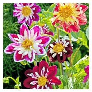 Può includere: Una collezione di fiori di dalia con petali vivaci nelle tonalità magenta, viola scuro e giallo con accenti bianchi. Ogni fiore presenta un centro giallo prominente ed è sostenuto da steli e foglie verdi in un ambiente naturale.