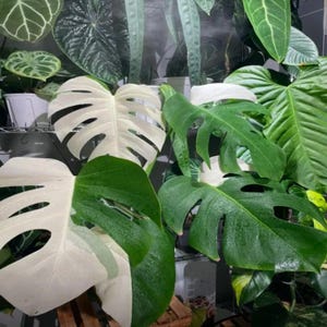 May include: A variegated Monstera plant featuring large, split leaves with a distinct color pattern of solid white sections and deep green sections. The foliage displays natural fenestrations and glossy textures, with multiple leaves overlapping in a dense arrangement.