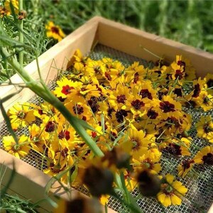 Coreopsis-Samen, helle mehrjährige Blumen, einfach zu züchten, ziehen Bestäuber für die Gartenlandschaftsgestaltung an