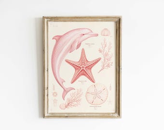 Pink Dolphin Specimen Poster & Canvas | Vintage Coastal Wall Art C37TVX