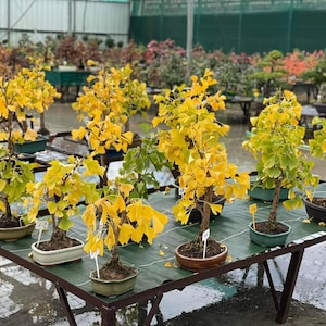 Ginkgo Biloba Bonsai / Pianta giapponese dorata