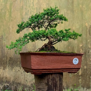 Peut inclure: Un bonsaï aux feuilles vert vif et au tronc brun texturé, planté dans un pot rectangulaire de couleur terre cuite. Le pot présente un petit autocollant circulaire avec une illustration d'arbre sur le côté avant droit, montrant un design détaillé.