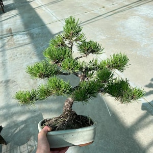 May include: A small pine bonsai tree with dense, vibrant green needles and a textured, dark brown trunk. The tree is planted in a rectangular, light-coloured ceramic pot with a smooth finish, showcasing a classic, balanced, and tiered branch structure.