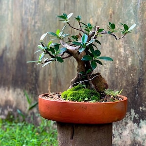 Fukien tebonsaiträd levande växt Carmona microphylla Bonsai exponerad rot