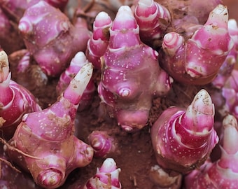 Cultive você mesmo o yacon, um tubérculo doce e crocante, planta perene de colheita abundante e fácil de cultivar em hortas orgânicas.