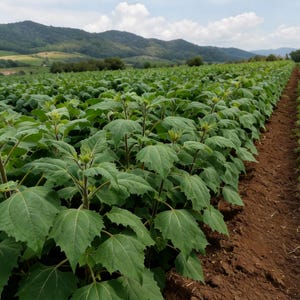 Yacon Root Plants for Planting, High Yield Sweet Vegetable Crown, Rare Edible Perennial, Healthy Sugar Substitute, Live Garden Starter Plant