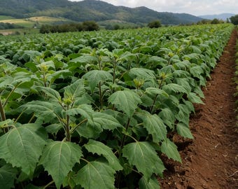 Plantas de raíz de yacón para plantar, corona de hortaliza dulce de alto rendimiento, planta perenne comestible poco común, sustituto saludable del azúcar, planta de inicio para jardín.