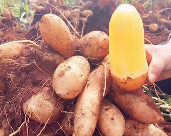 Yacon verwurzelte Pflanze, süße knackige Knollen, seltenes Anden-Superfood, Bio-Garten-Favorit, präbiotisches FOS-Superfood