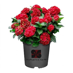 Puede incluir: Una vibrante planta de hortensia roja con numerosos racimos de flores y hojas verdes dentadas, plantada en un contenedor de plástico gris oscuro con un logotipo negro y el texto NTPGREEN.SHOP impreso en la parte frontal.