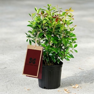May include: A small green shrub with dense, glossy leaves planted in a black plastic nursery pot. A rectangular brown cardboard tag with a dark red center and the text NTPGREEN.SHOP is attached to the plant by a thin tan string.