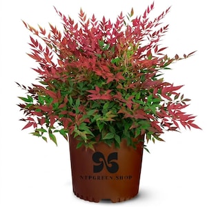 Peut inclure: Une plante Nandina domestica aux feuilles lancéolées rouge vif et vertes dans un pot de pépinière en plastique marron. Le pot présente un logo noir et le texte NTPGREEN.SHOP imprimé sur le devant. La plante a un port dense, touffu et dressé.