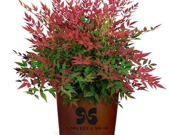 Arbuste vivant Obsession Nandina - Plante paysagère colorée à feuilles persistantes - Pot de 2 gallons