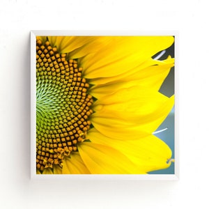 Sunflower Photo - Nature Photography Print Yellow - Close-up Flower Photo - Sunflower Photography