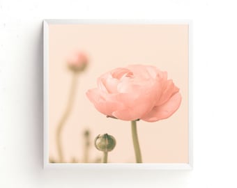 Dreamy Ranunculus Photography Print - Square Flowers Photo - Floral Print - Pink Peach Buttercup Picture 5x5 8x8