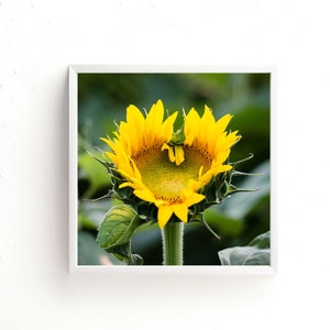 Square Sunflower Photography Print - Sunflower Heart in Nature - Yellow Sunflower Wall Art - Etsy Sunflower Gifts